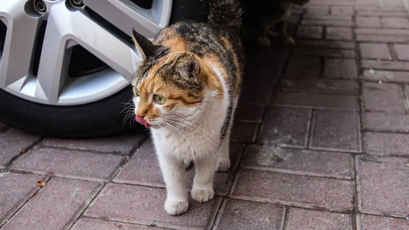 "Bilinçsiz ilaç tüketimi hayvanlarınızın canına mal olabilir"