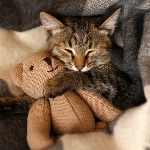 Kedi Sevenler Müjde! Kediler Sahiplerinin Ömrünü Uzatıyor Mu?