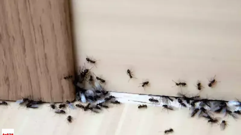 Karıncalara Doğal Çözüm! Evde Nane ve Karanfil Yağı Mucizesi